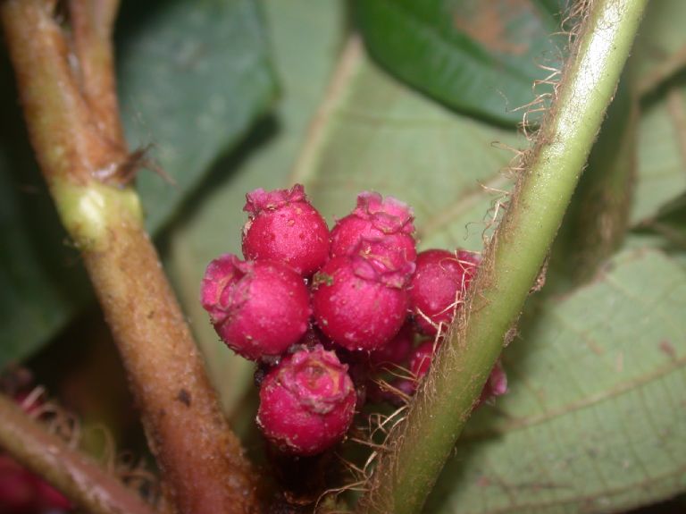 Melastomataceae Tococa platyphylla