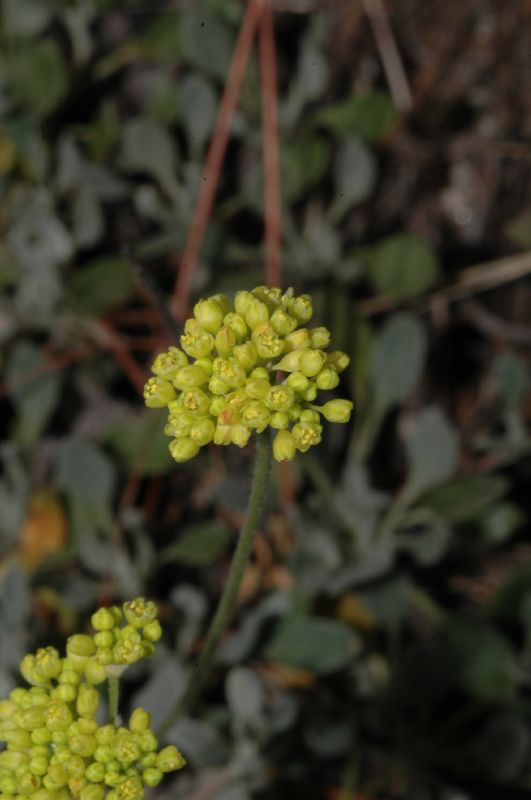 Polygonaceae Eriogonum umbellatum
