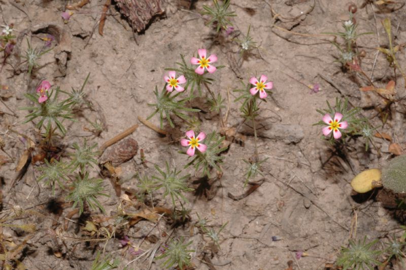 Polemoniaceae Linanthus 