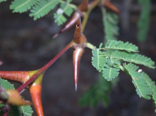 Fabaceae Acacia cornigera