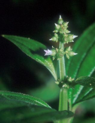 Melastomataceae Aciotis fragilis