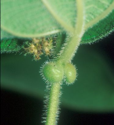 Melastomataceae Clidemia ciliata