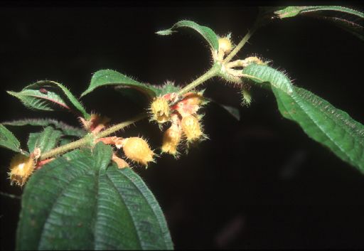 Melastomataceae Maieta poeppigii