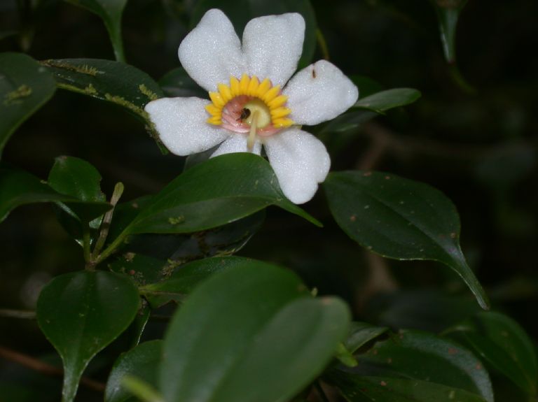 Melastomataceae Blakea 