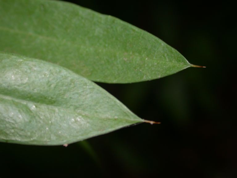 Primulaceae Jacquinia 