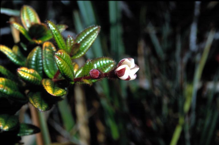 Melastomataceae Tococa bolivarensis