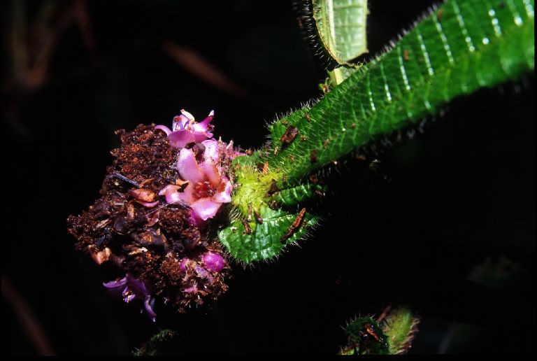 Melastomataceae Tococa capitata