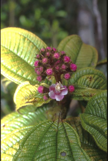 Melastomataceae Tococa guianensis