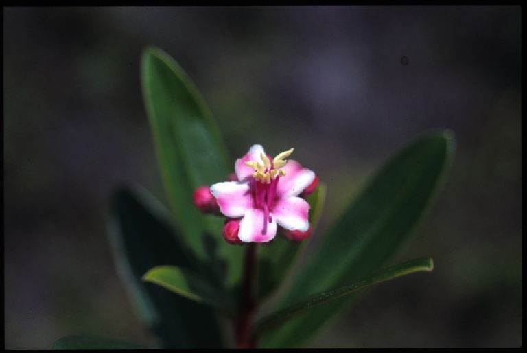 Melastomataceae Tococa nitens