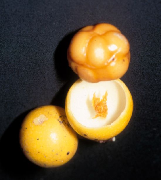 Primulaceae Clavija lancifolia