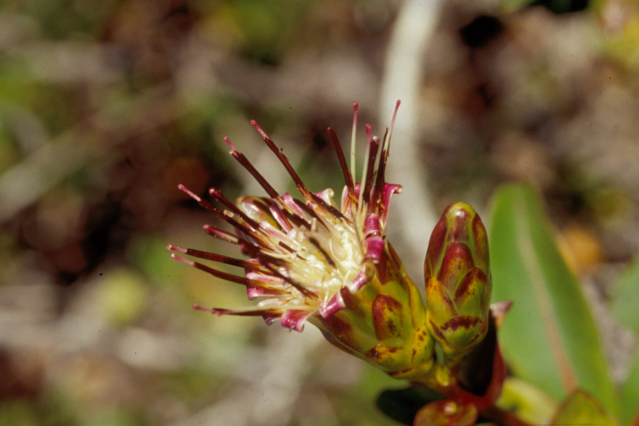 Asteraceae Gongylolepis benthamiana