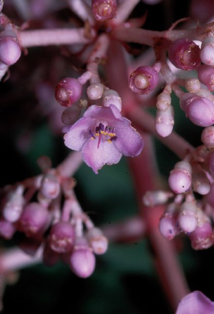 Melastomataceae Medinilla magnifica