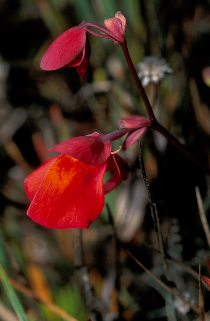 Lentibulariaceae Utricularia quelchii