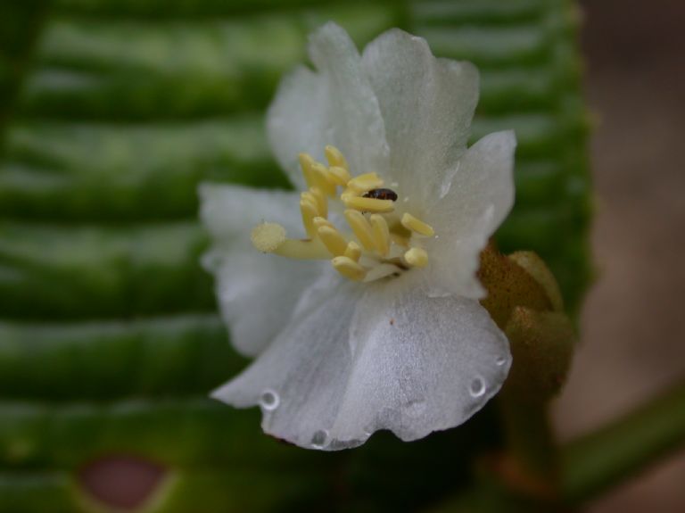 Melastomataceae Conostegia lasiopoda