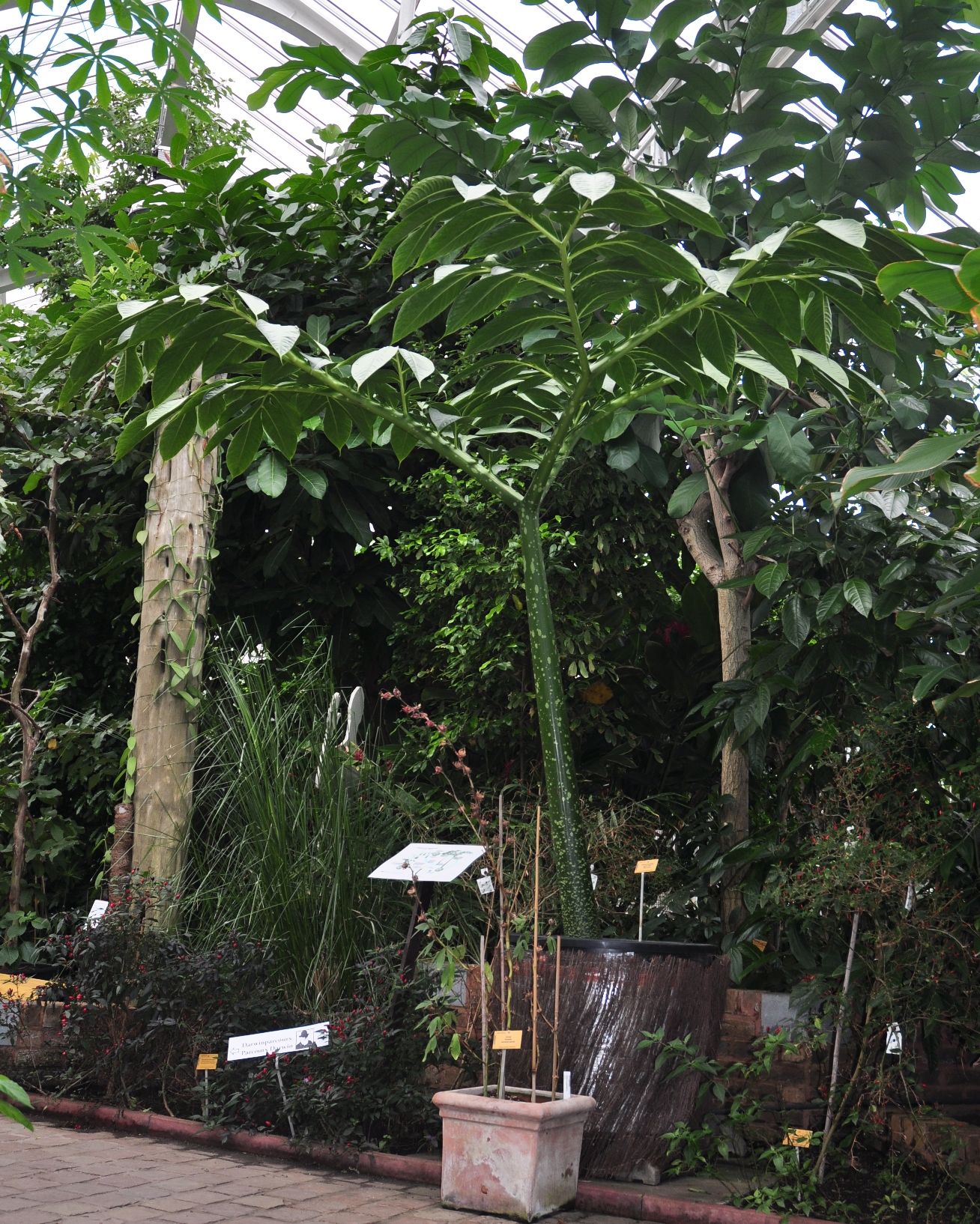 Araceae Amorphophallus titanum
