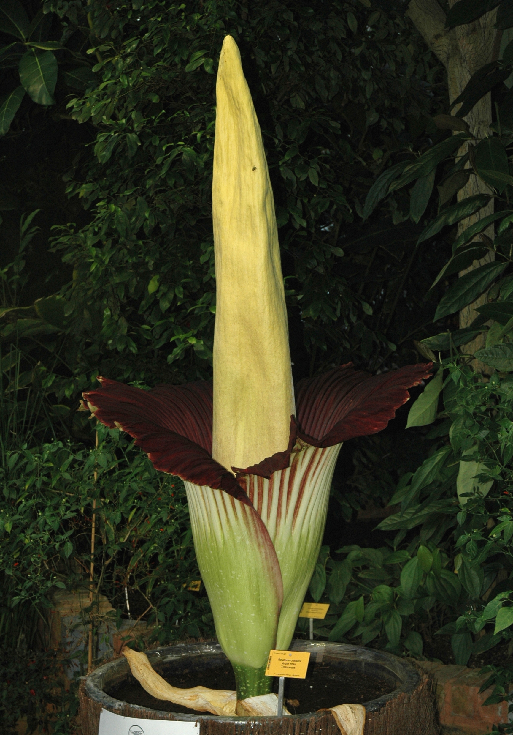 Araceae Amorphophallus titanum