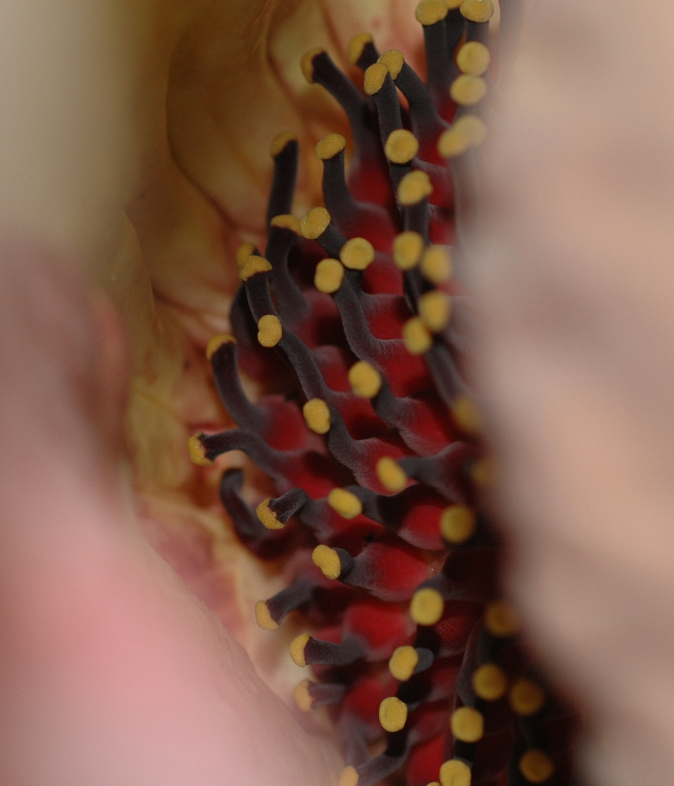 Araceae Amorphophallus titanum