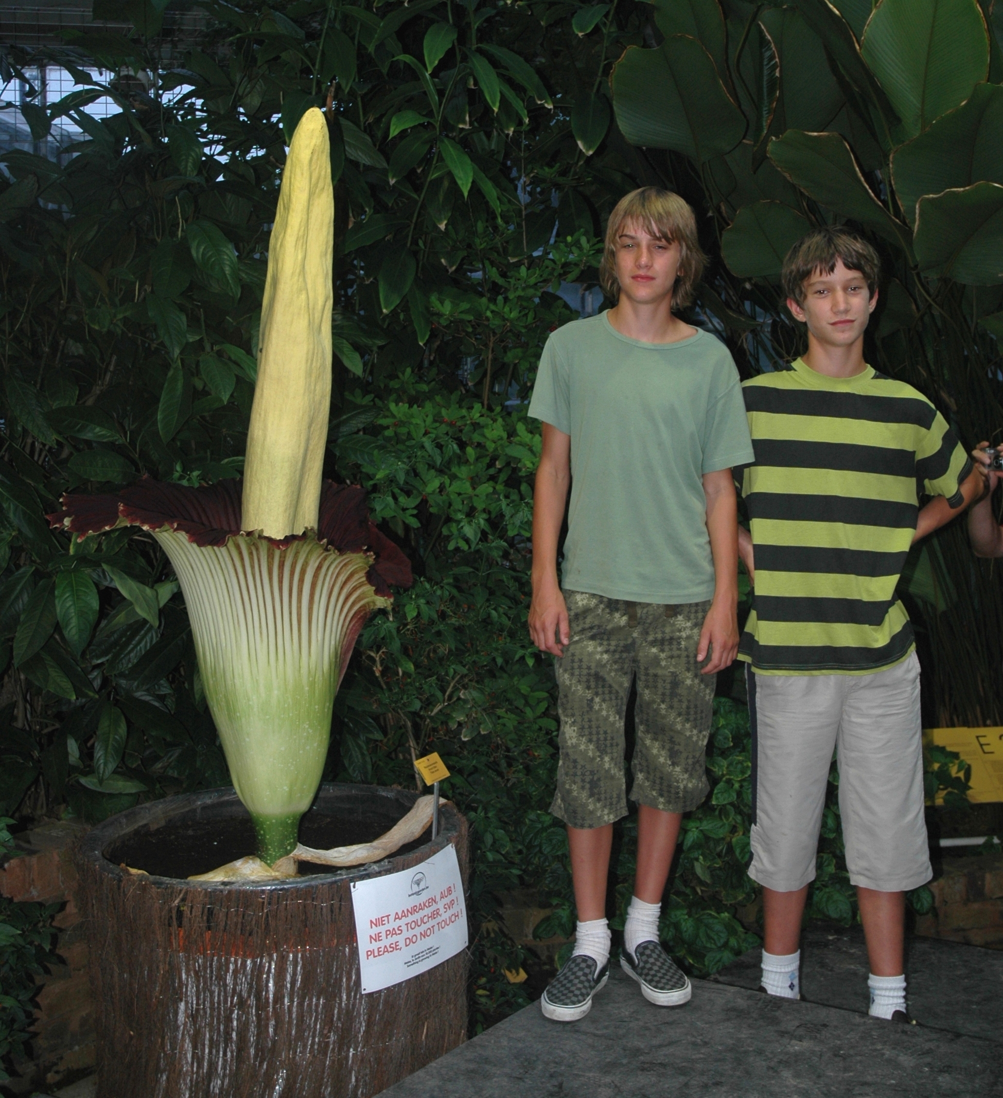 Araceae Amorphophallus titanum