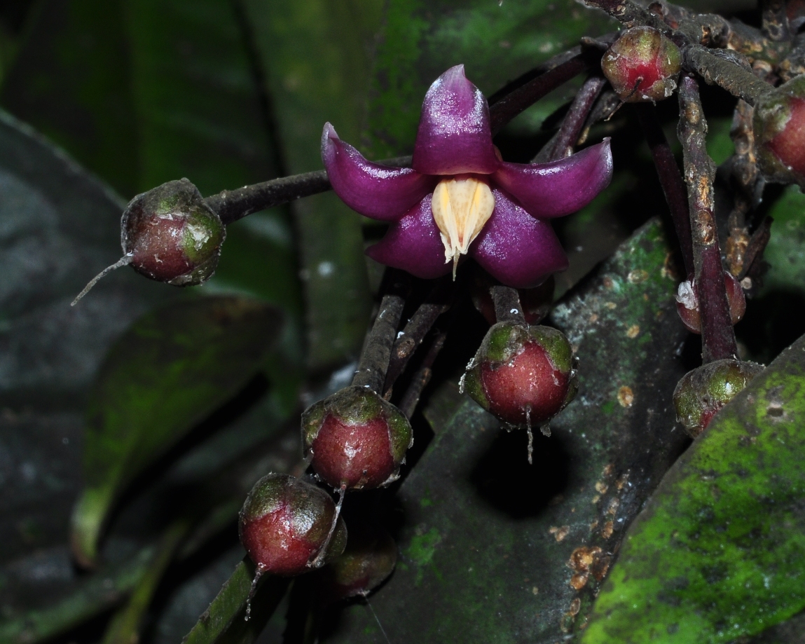Primulaceae Ardisia humilis