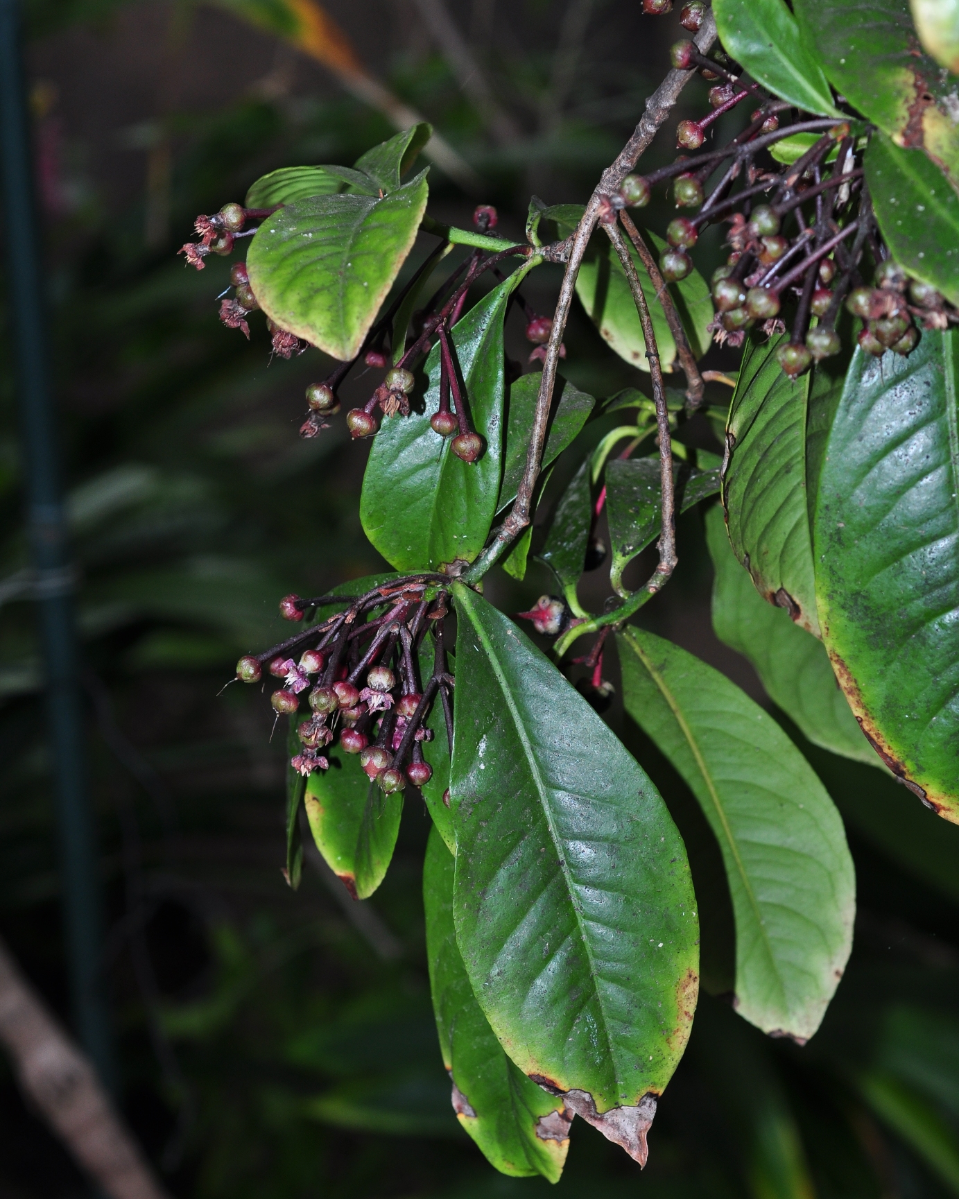 Primulaceae Ardisia humilis