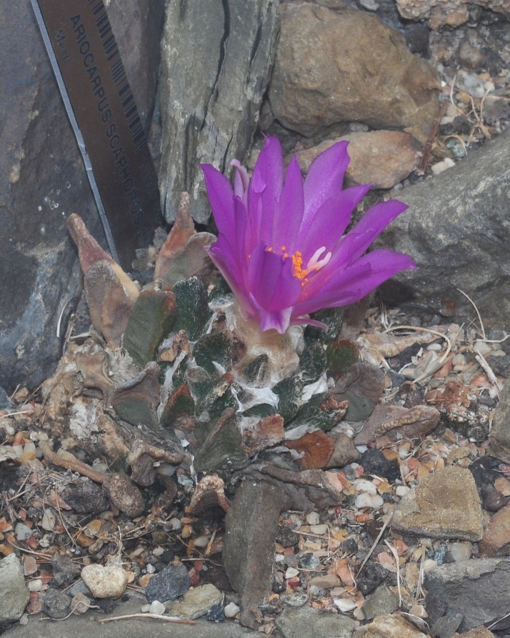 Cactaceae Ariocarpus scapharostrus