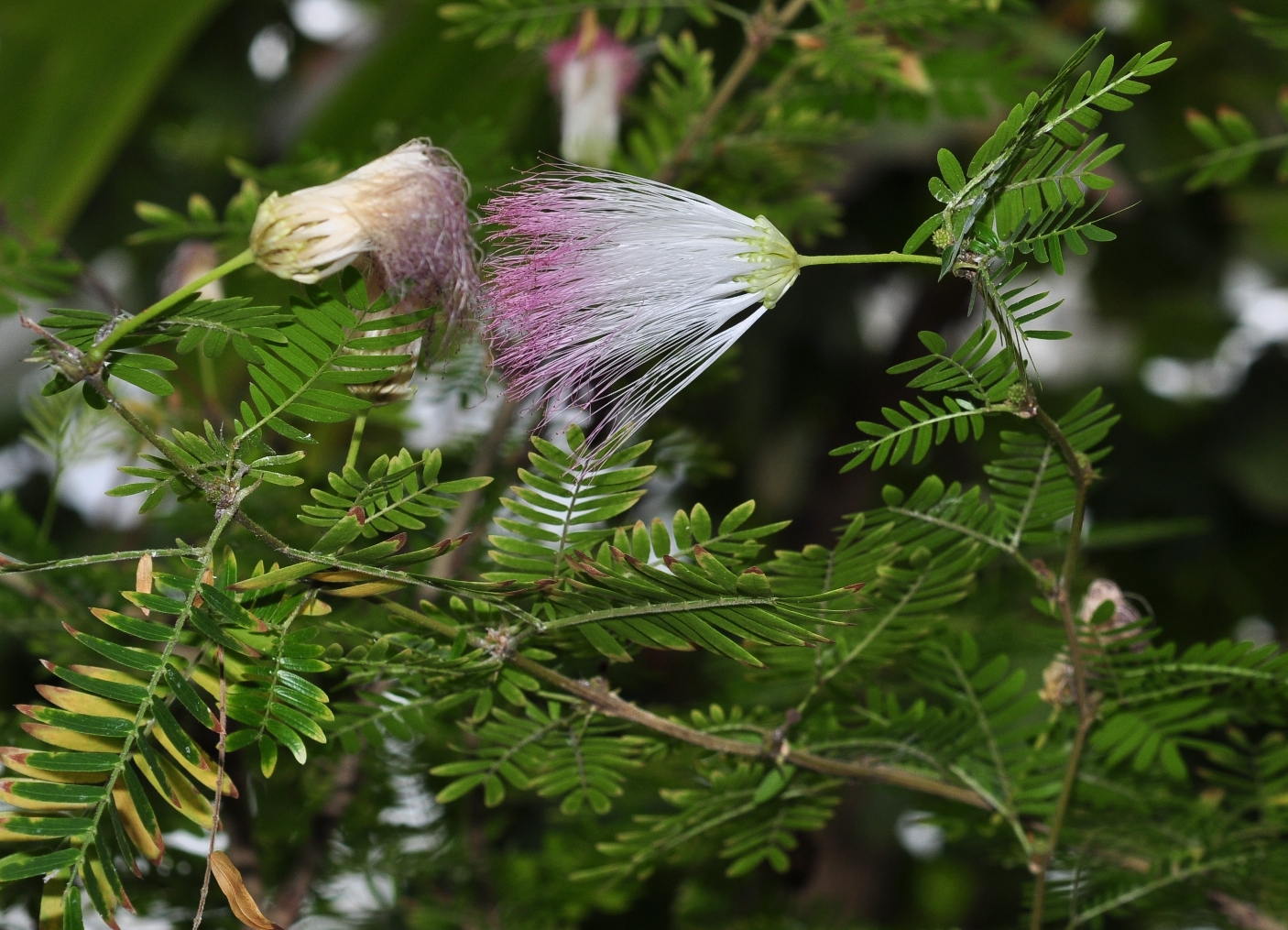 Fabaceae Calliandra pittierri