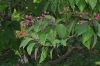 image of Clerodendrum trichotomum