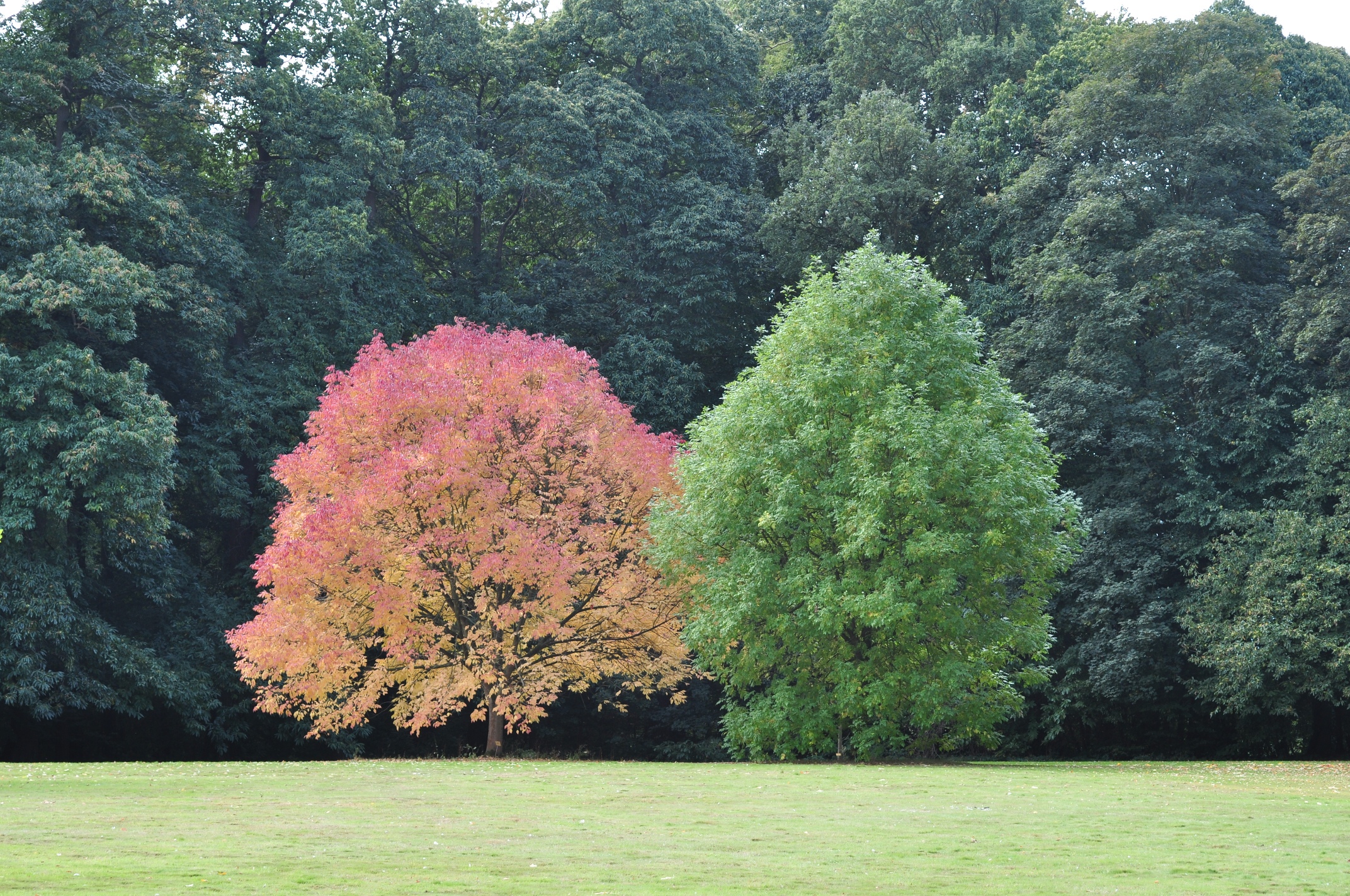 Oleaceae Fraxinus latifolia