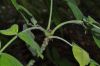 image of Fraxinus latifolia