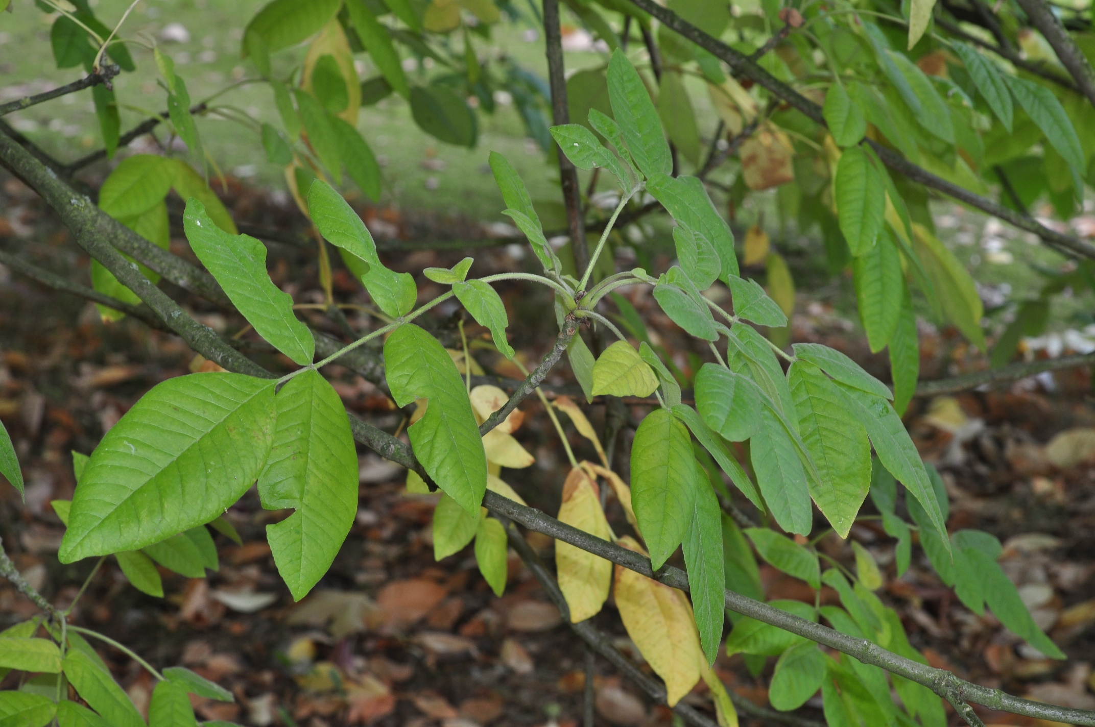 Oleaceae Fraxinus latifolia