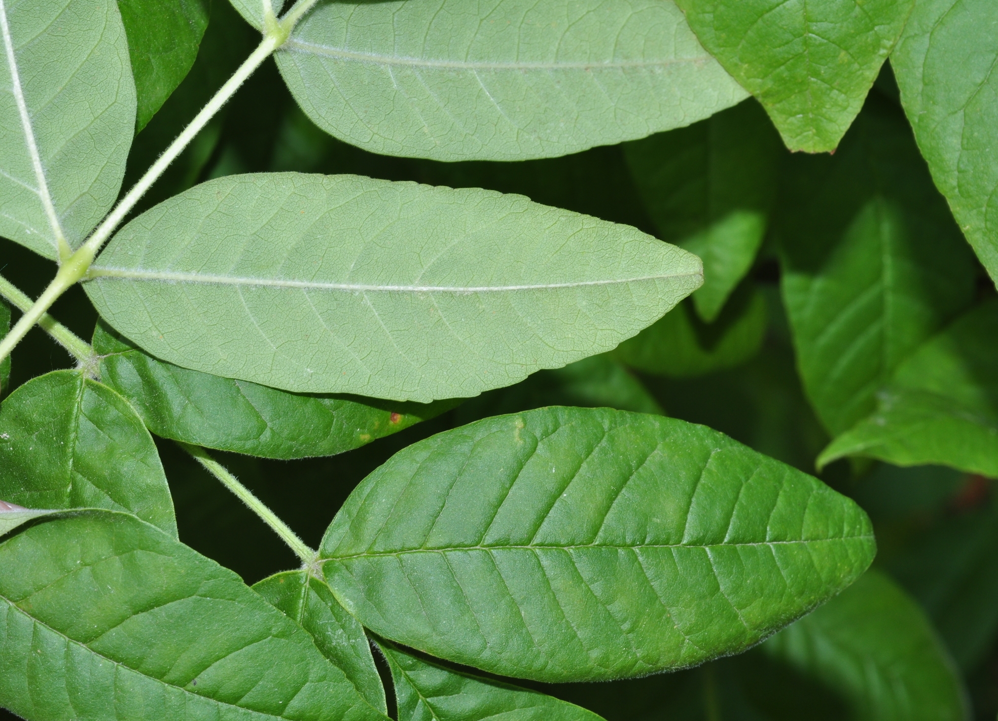 Oleaceae Fraxinus latifolia