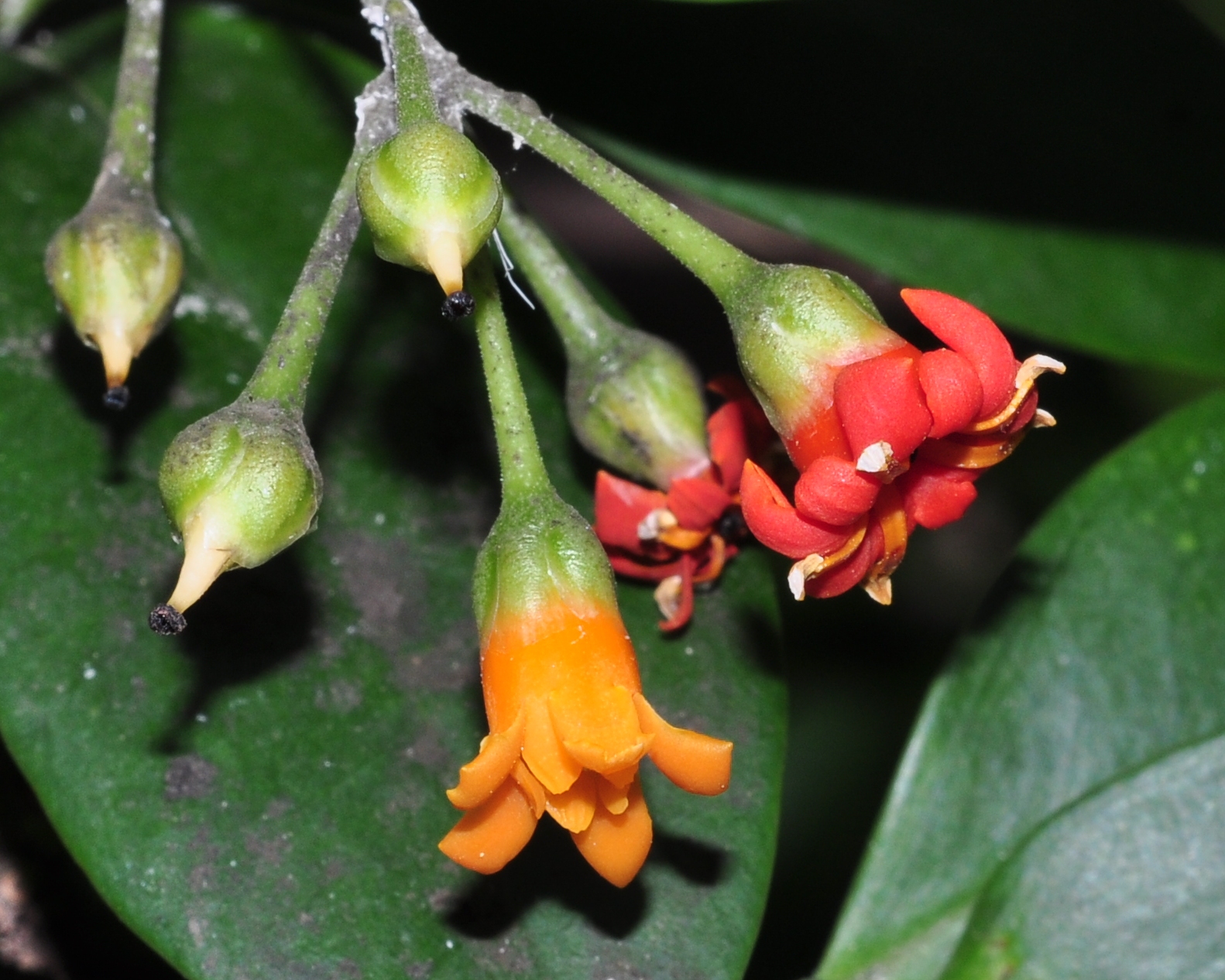Primulaceae Jacquinia aurantiaca