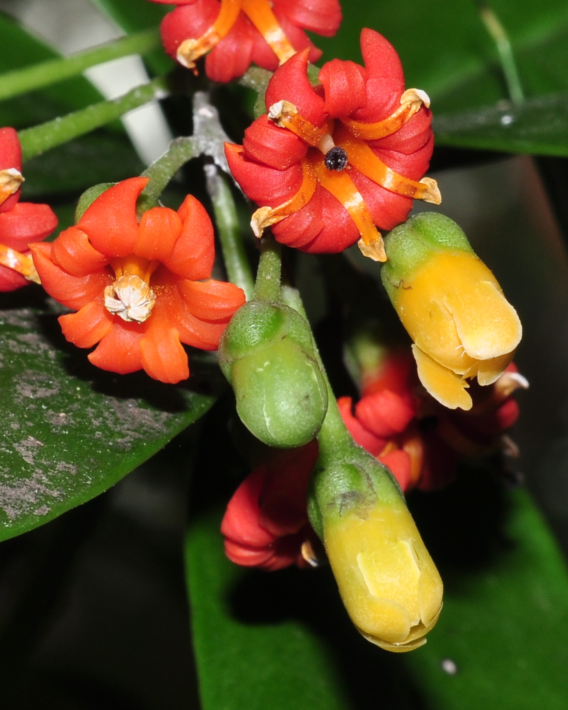 Primulaceae Jacquinia aurantiaca