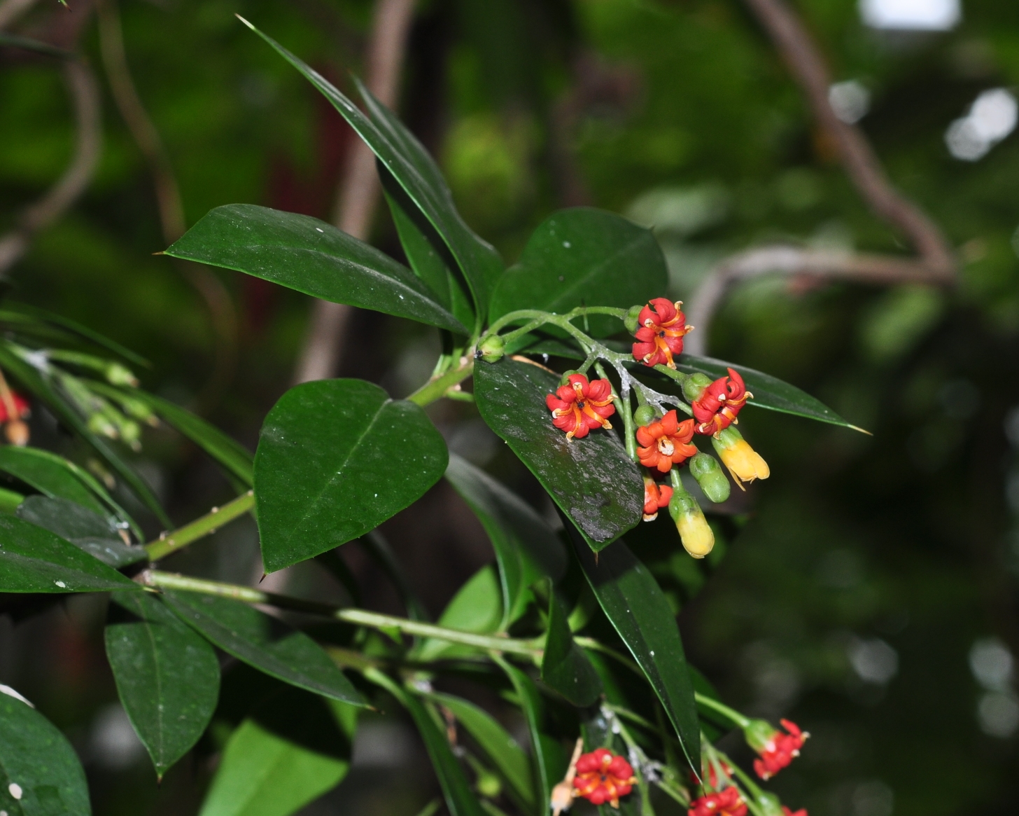 Primulaceae Jacquinia aurantiaca