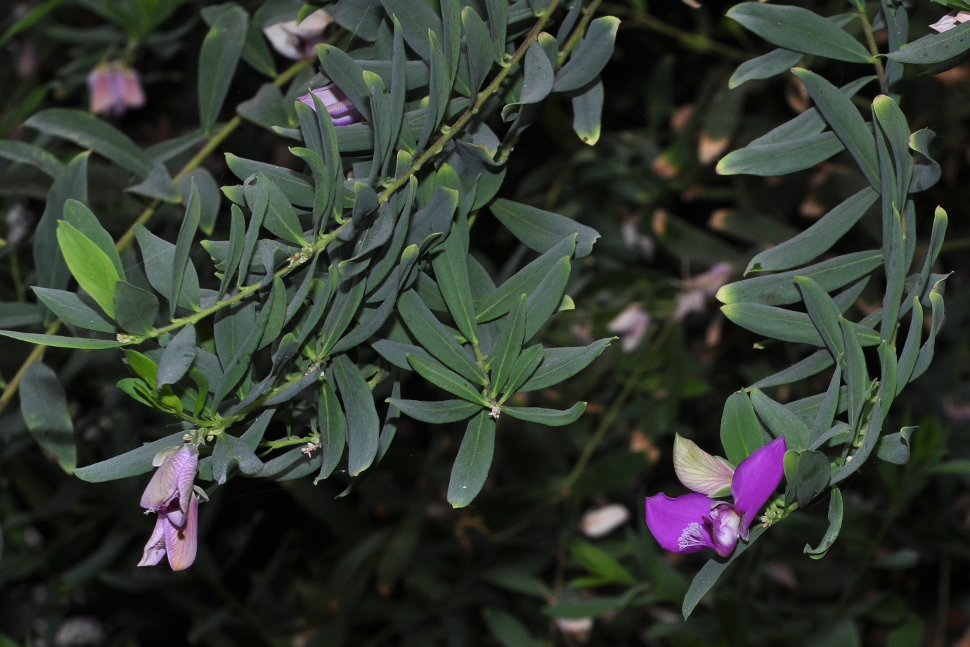Polygalaceae Polygala myrtifolia