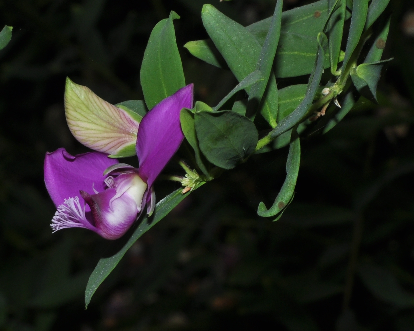 Polygalaceae Polygala myrtifolia