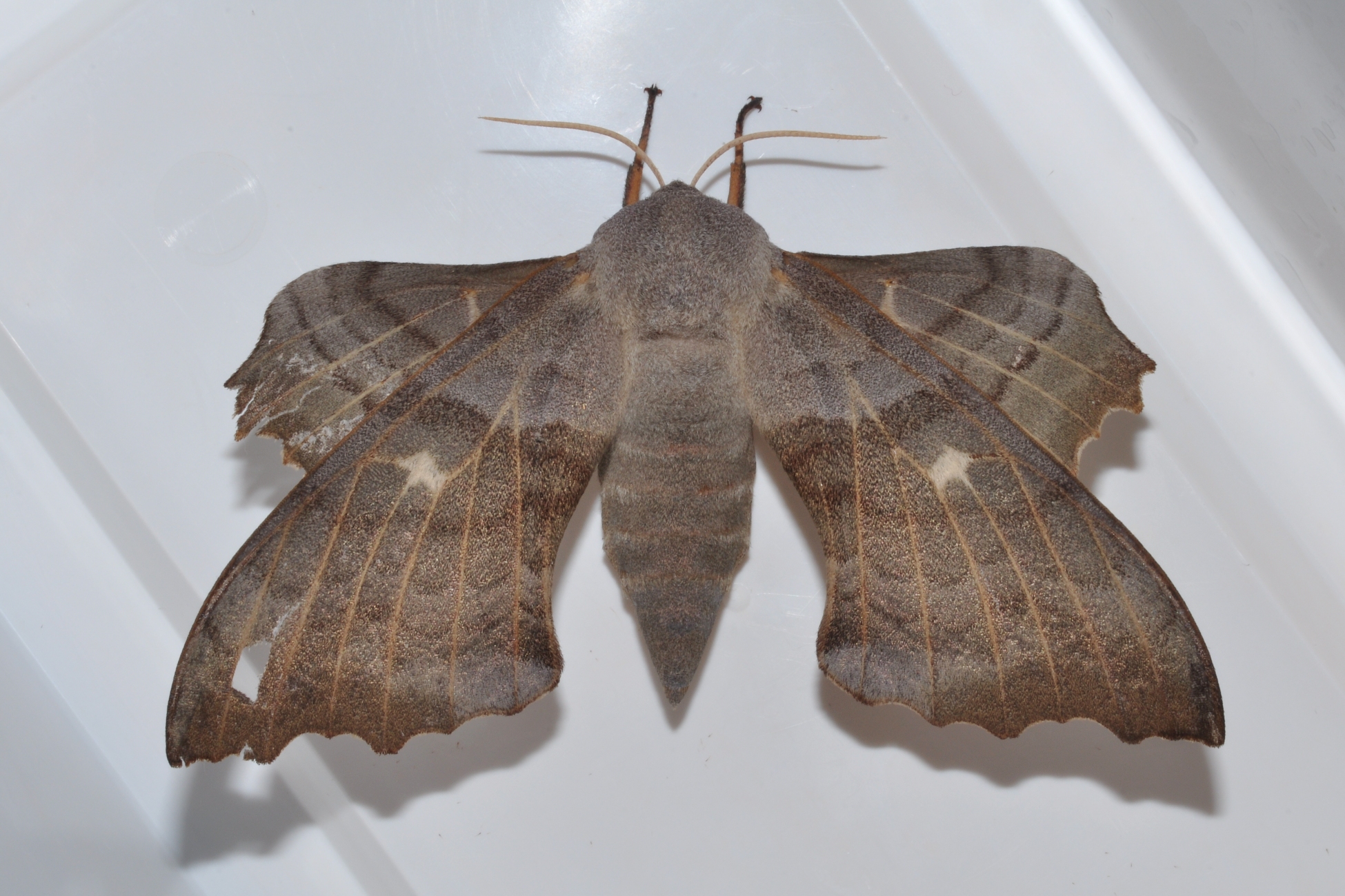 Sphingidae Laothoe populi