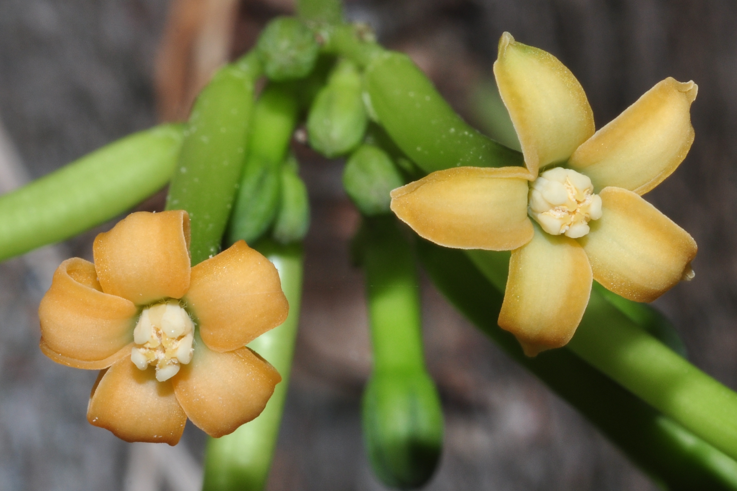 Caricaceae Vasconcellea cundinamarcensis