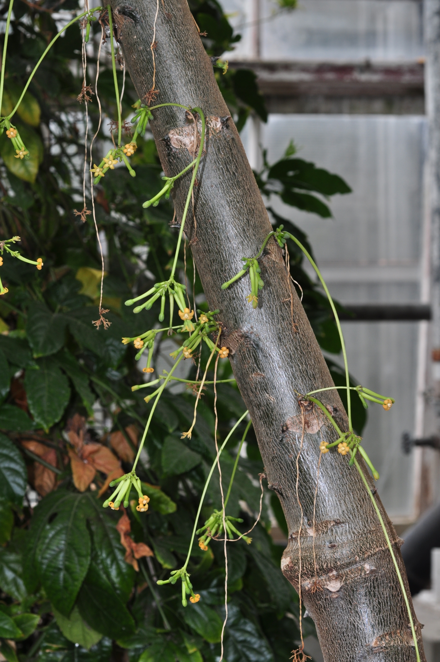 Caricaceae Vasconcellea cundinamarcensis