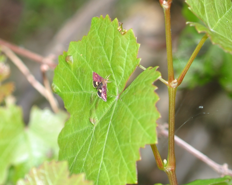 Pyralidae Pyrausta aurata