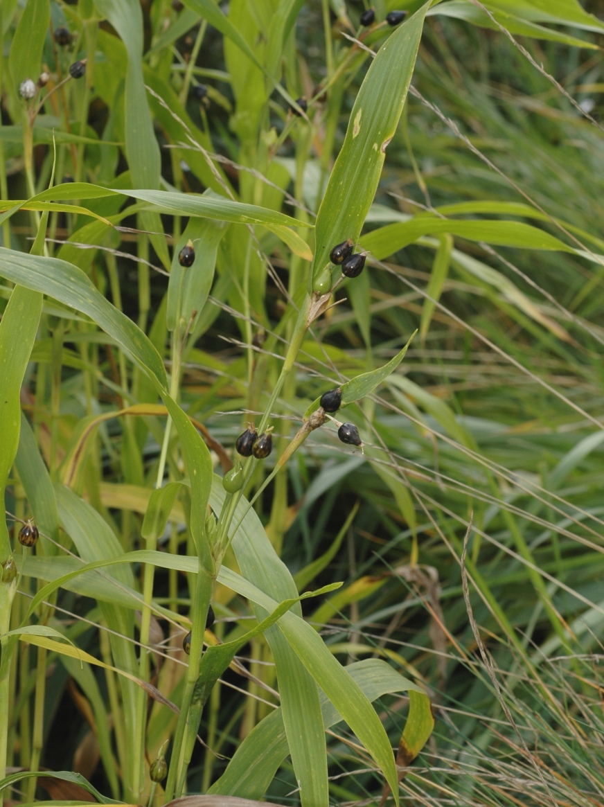 Poaceae Coix lacryma-jobi