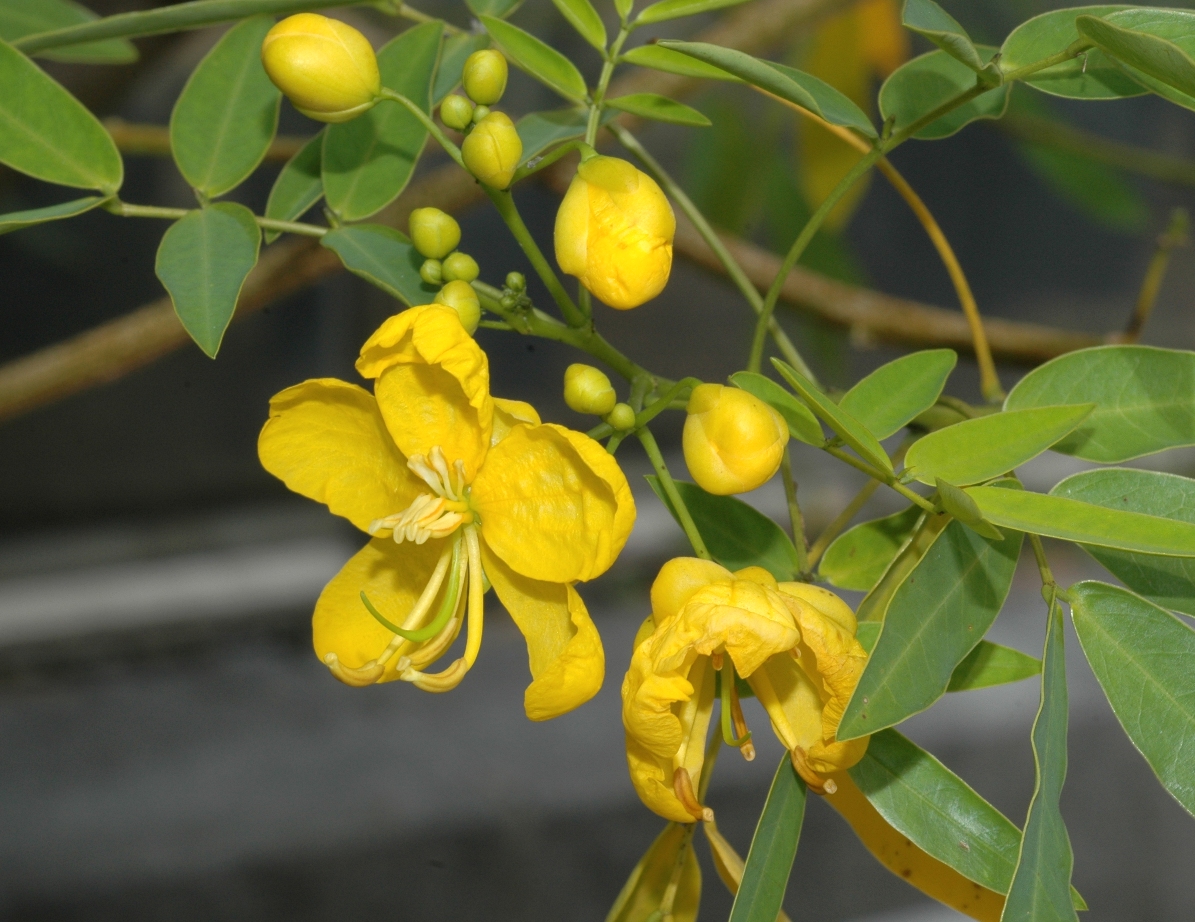 Fabaceae Senna corymbosa