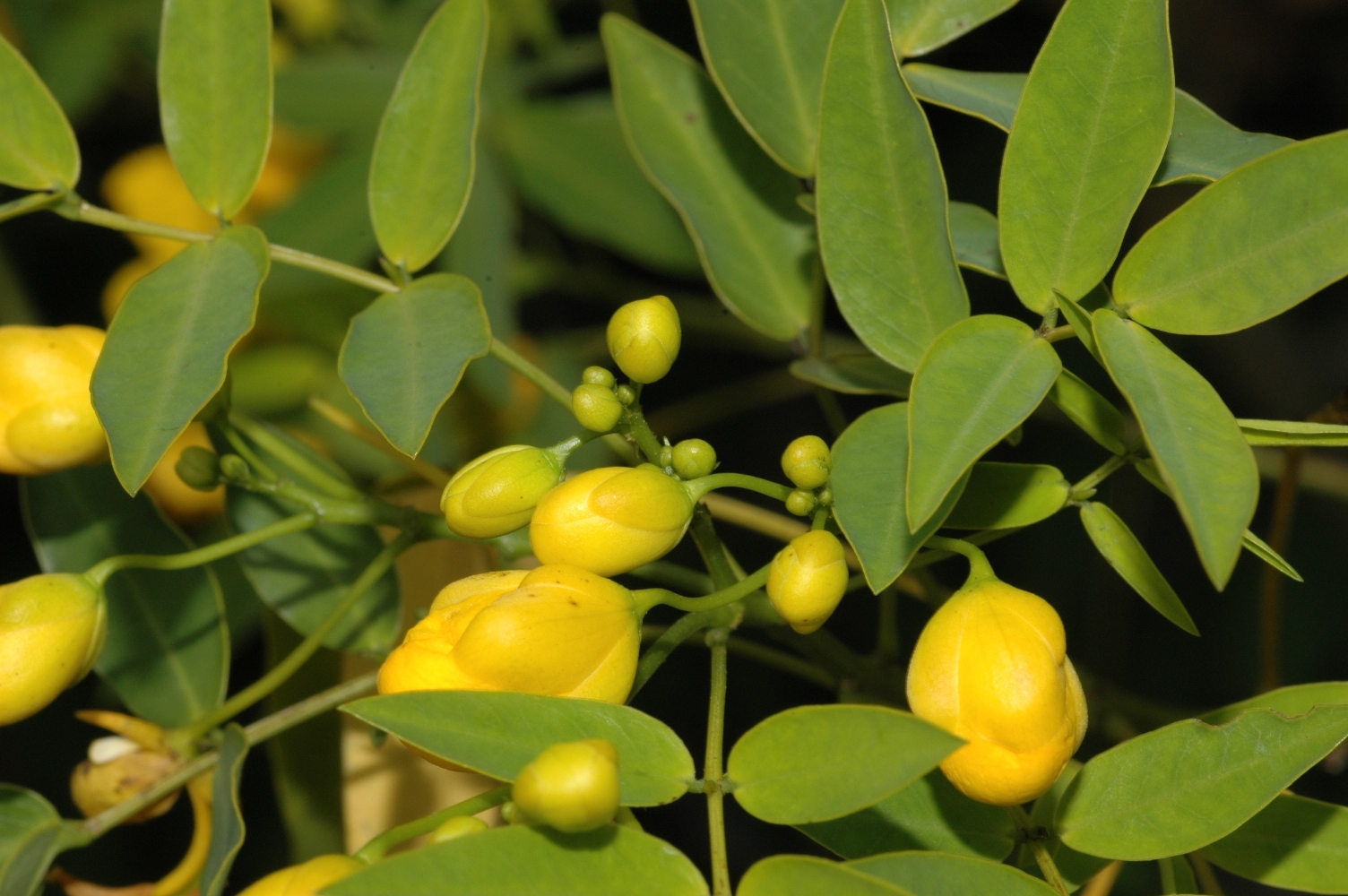 Fabaceae Senna corymbosa