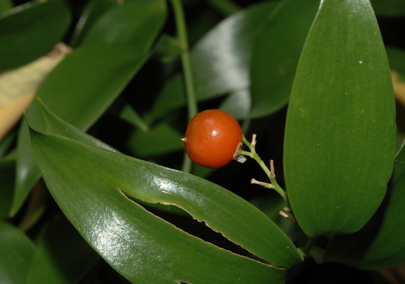 Asparagaceae Danae racemosa