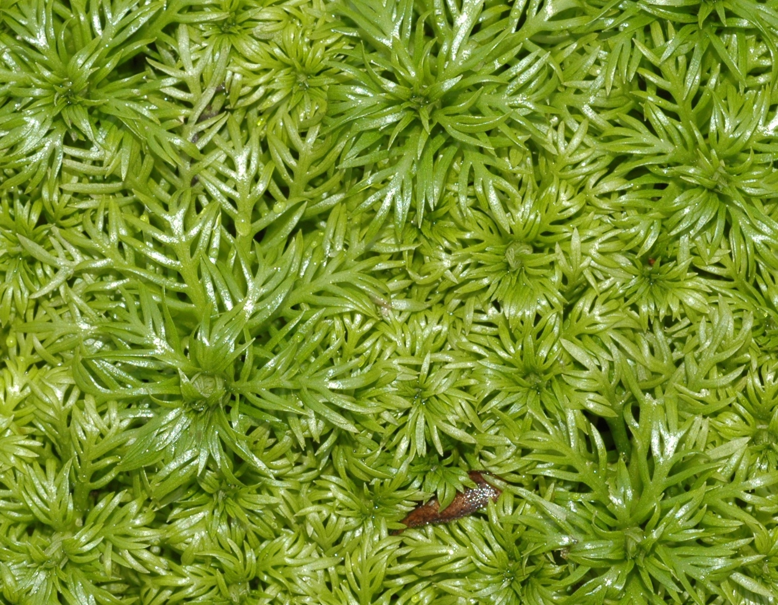 Primulaceae Hottonia palustris