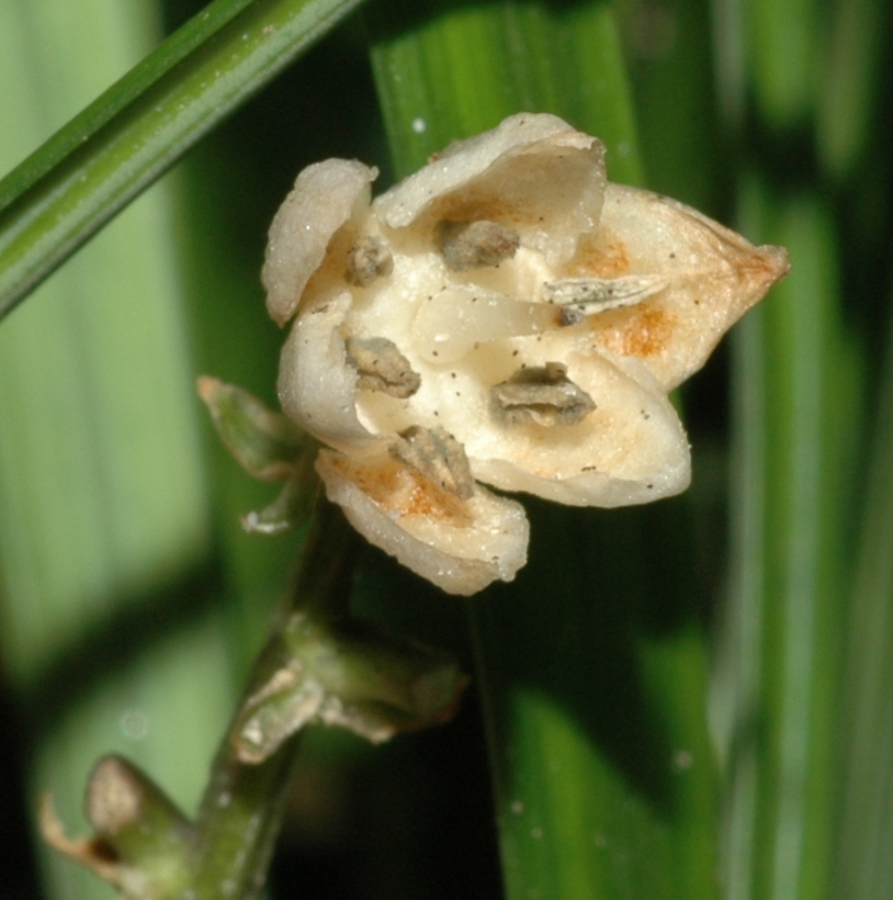 Asparagaceae Ophiopogon planiscapus