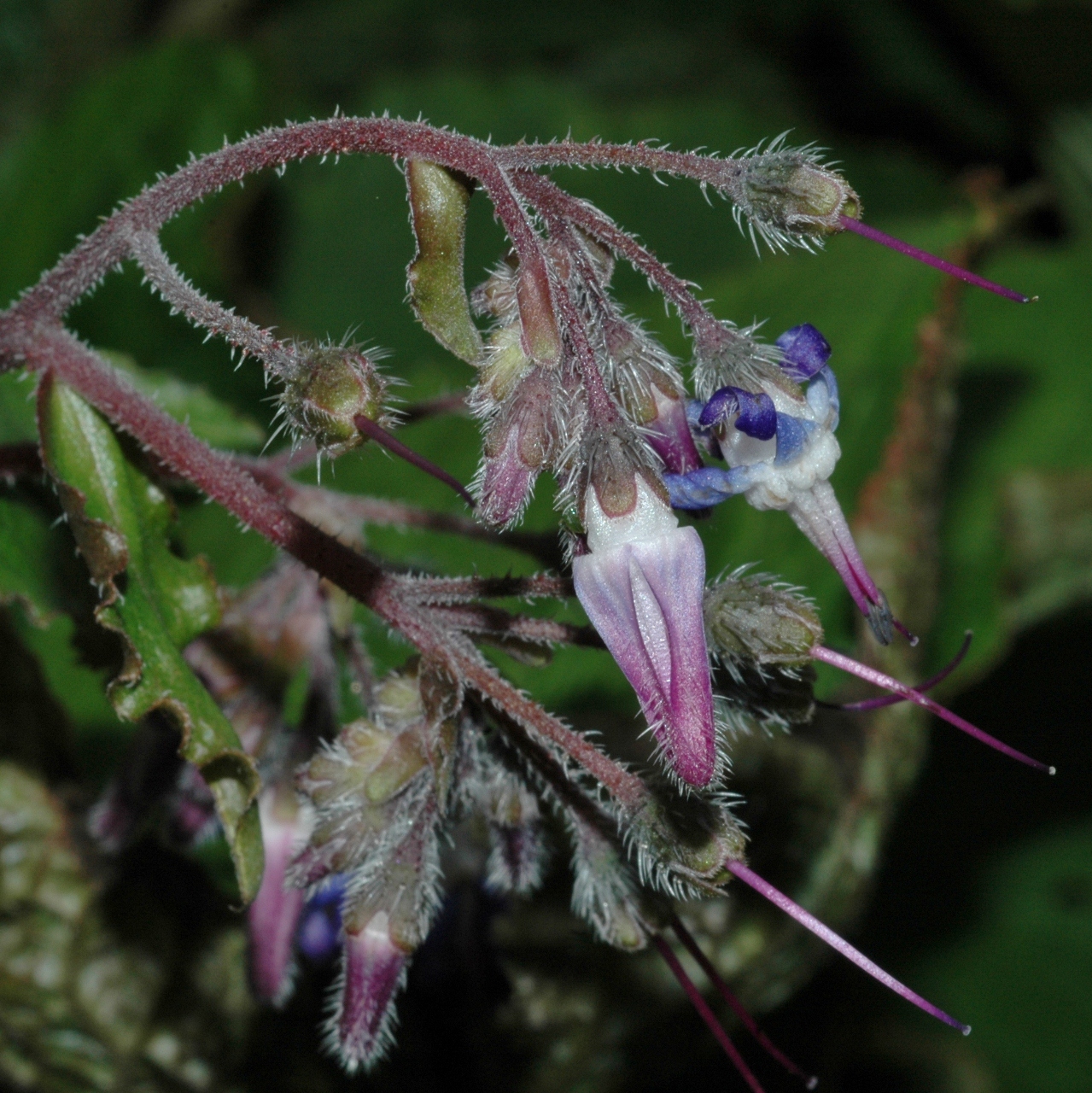 Boraginaceae Trachystemon orientalis