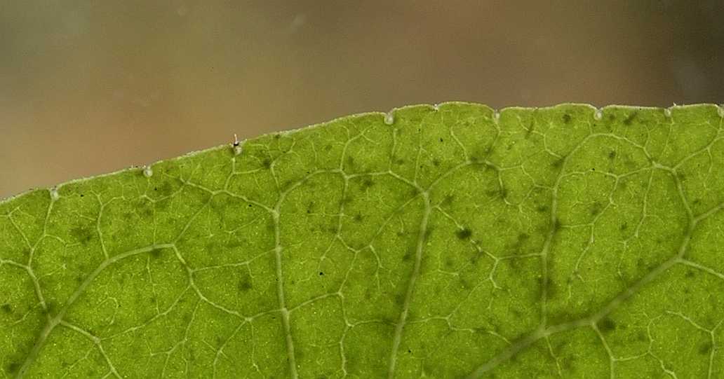 Rutaceae Euodia hupehensis