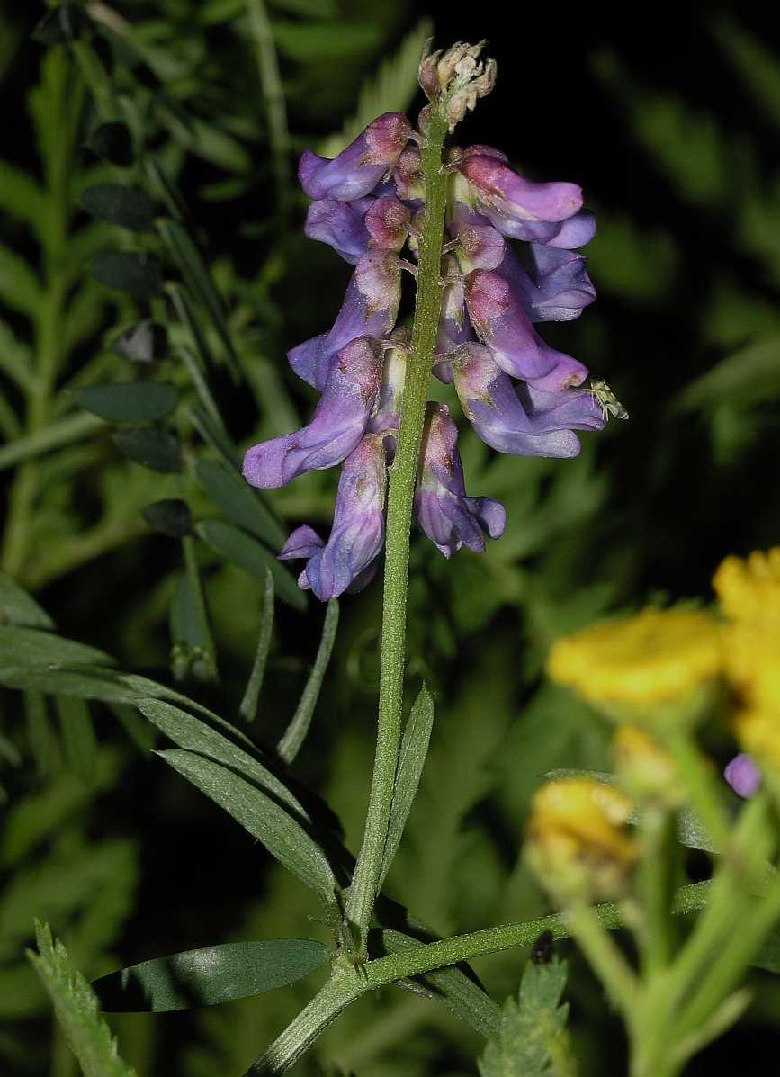 Fabaceae Vicia cracca