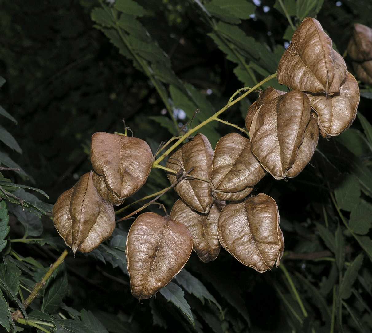 Sapindaceae Koelreuteria paniculata